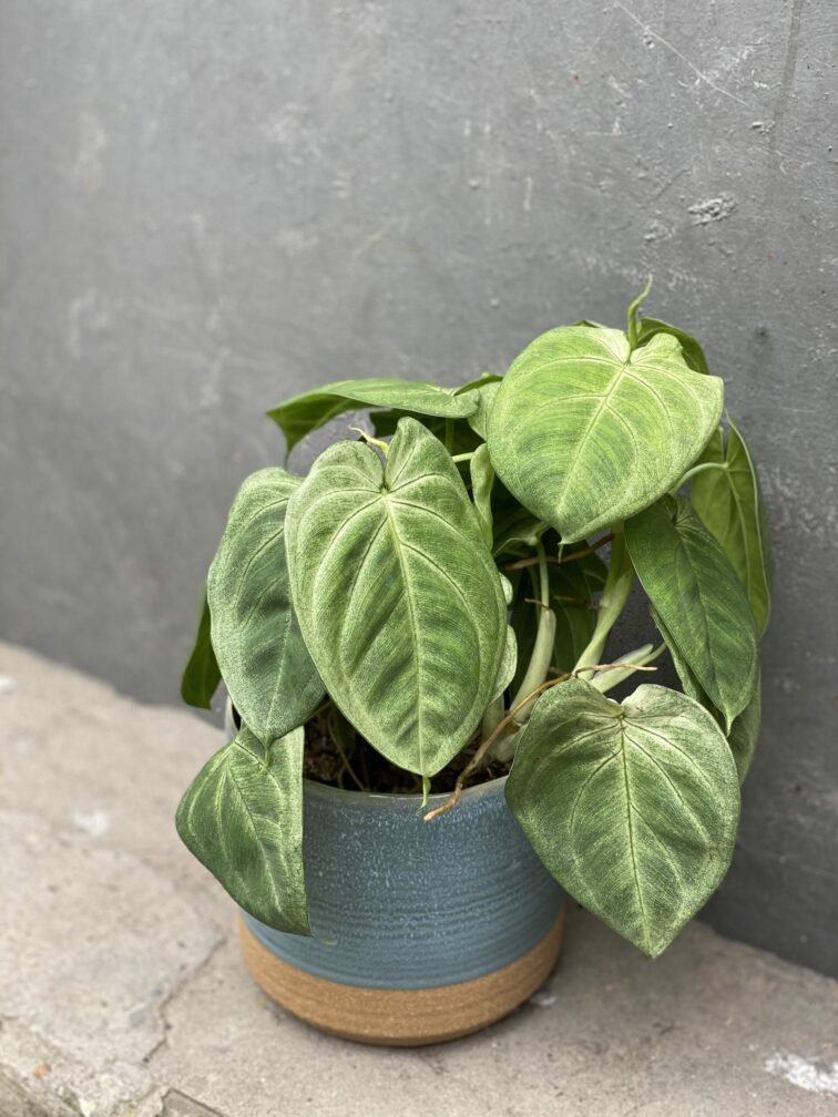 Zdjęcie rośliny Syngonium Ice Frost, ujęcie 3