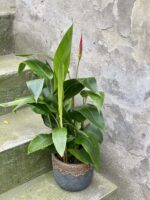 Zdjęcie rośliny Heliconia psittacorum Hawaii, ujęcie 2
