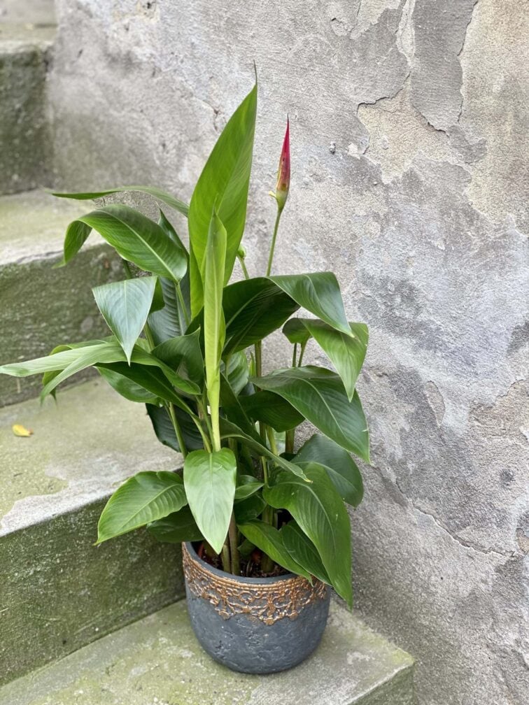 Zdjęcie rośliny Heliconia psittacorum Hawaii, ujęcie 2