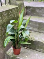 Zdjęcie rośliny Heliconia psittacorum Hawaii, ujęcie 3