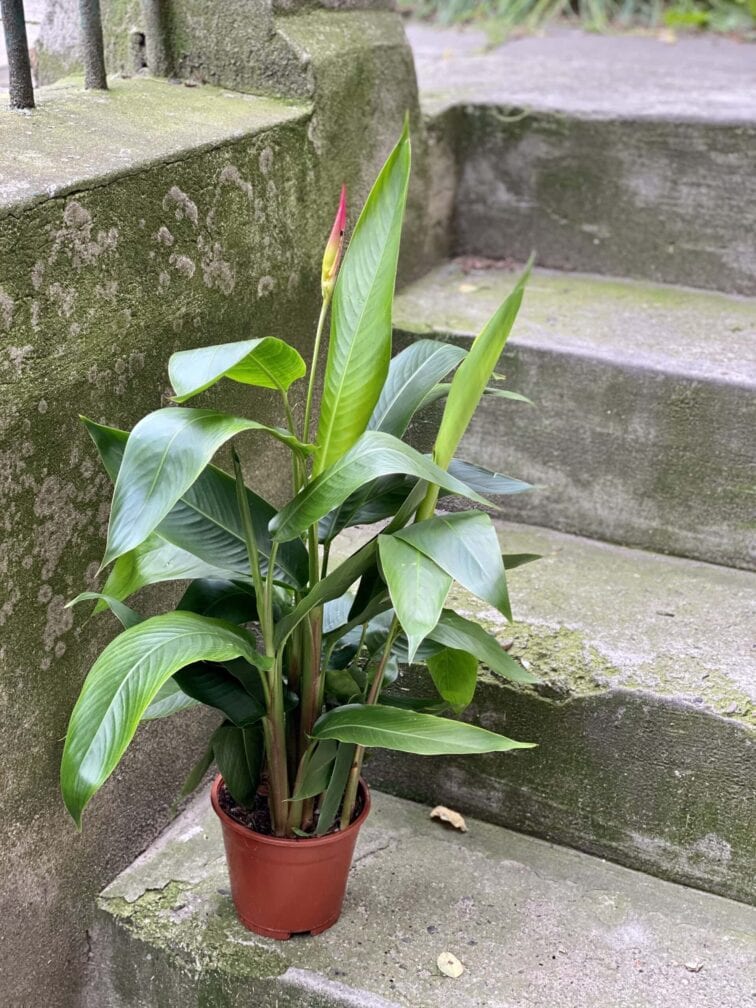 Zdjęcie rośliny Heliconia psittacorum Hawaii, ujęcie 3