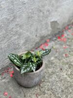 Zdjęcie rośliny Pilea cadierei, ujęcie 1