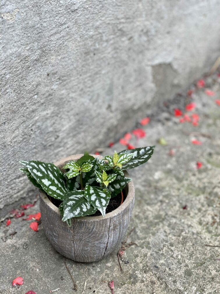 Zdjęcie rośliny Pilea cadierei, ujęcie 1