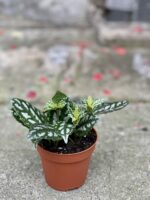 Zdjęcie rośliny Pilea cadierei, ujęcie 2