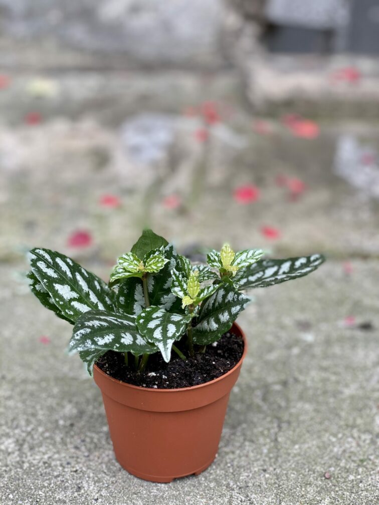 Zdjęcie rośliny Pilea cadierei, ujęcie 2