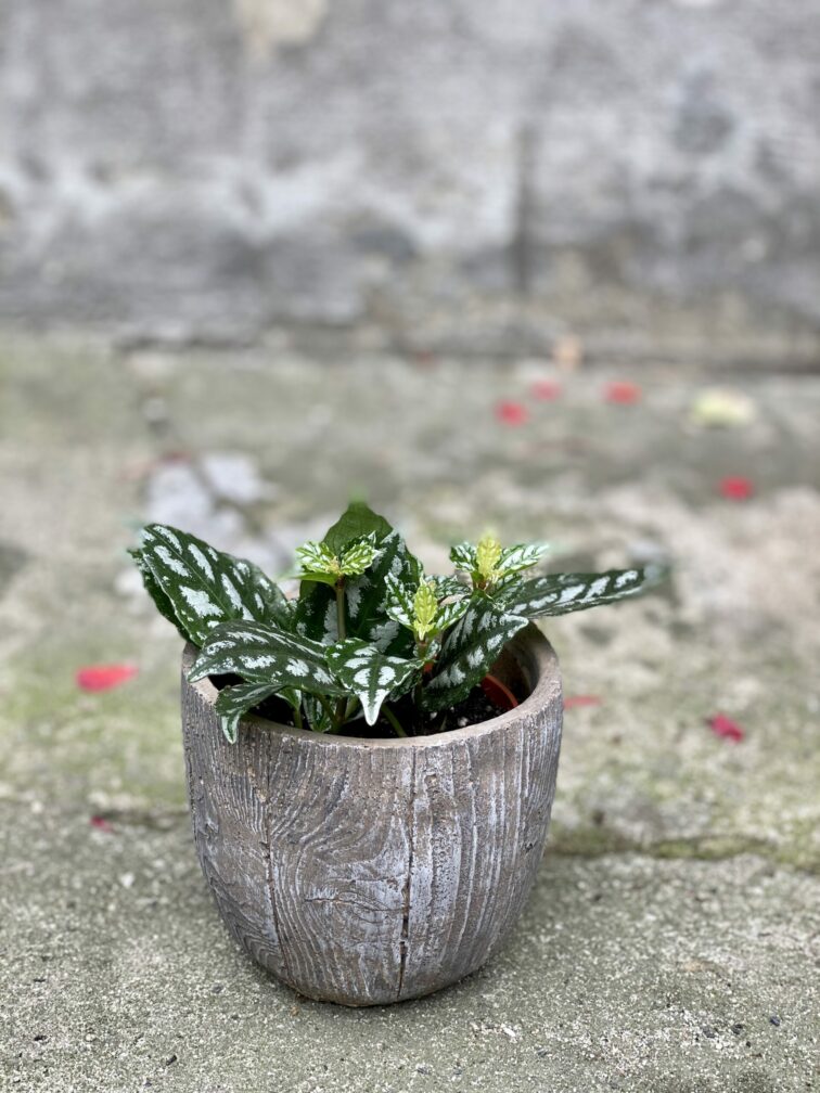 Zdjęcie rośliny Pilea cadierei, ujęcie 3