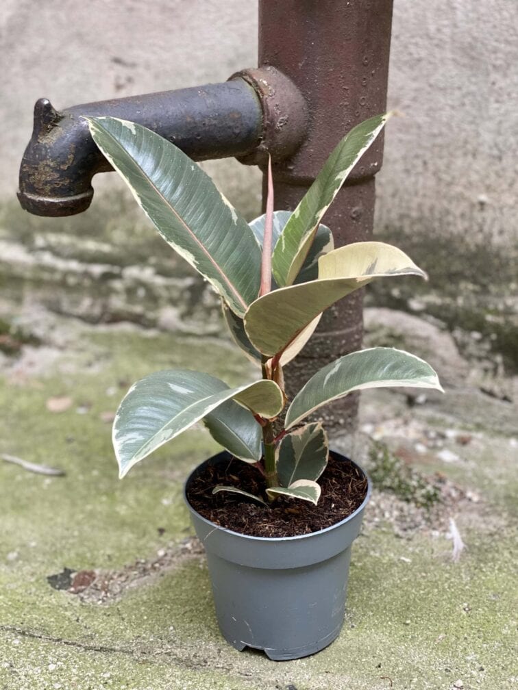 ficus-elastica-tineke_14x40-0.jpg Zdjęcie rośliny Ficus Elastica Tineke, ujęcie 1