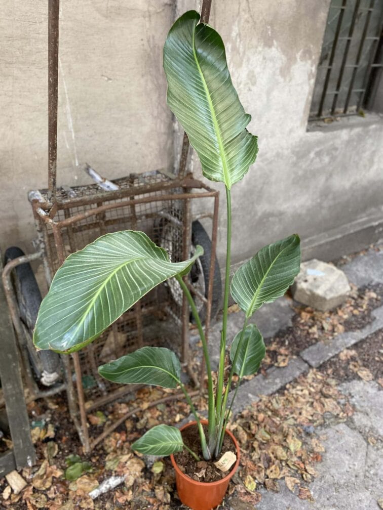 strelitzia-nicolai-variegata_27x150-0.jpg Zdjęcie rośliny Strelitzia nicolai variegata, ujęcie 1