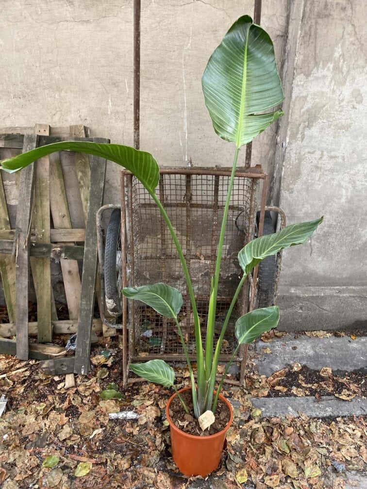 Zdjęcie rośliny Strelitzia nicolai variegata, ujęcie 4