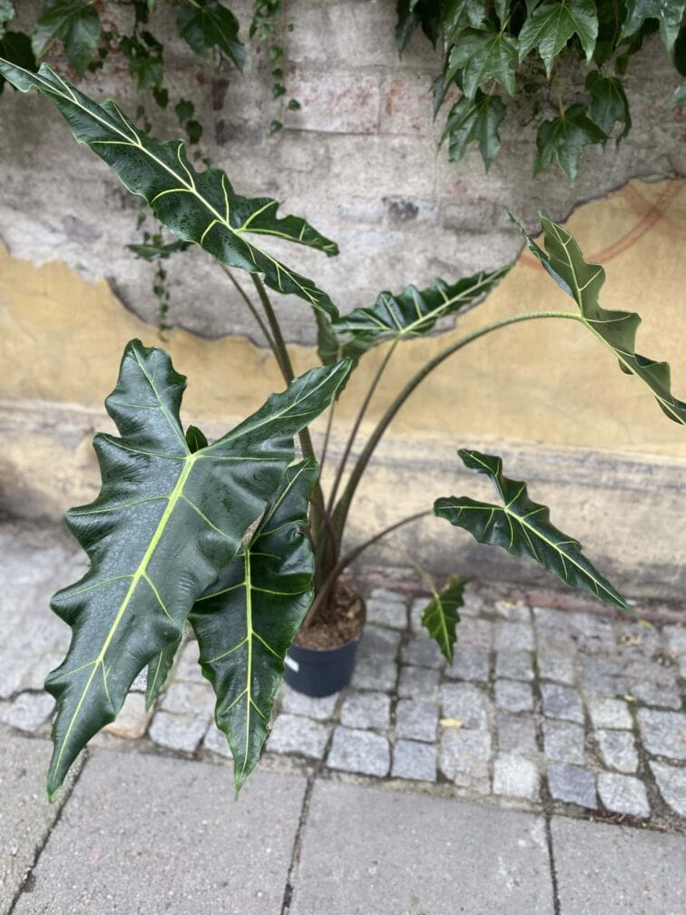 alocasia-sarian_24x120-0.jpg Zdjęcie rośliny Alocasia Sarian, ujęcie 1