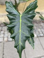 Zdjęcie rośliny Alocasia Sarian, ujęcie 2
