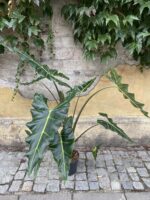 Zdjęcie rośliny Alocasia Sarian, ujęcie 3