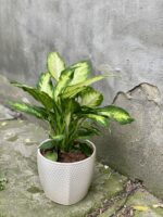 Zdjęcie rośliny Dieffenbachia Camilla, ujęcie 1