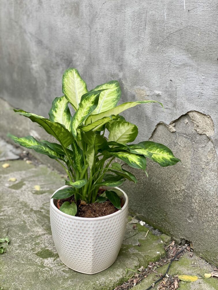 dieffenbachia-camilla_17x50-0.jpg Zdjęcie rośliny Dieffenbachia Camilla, ujęcie 1