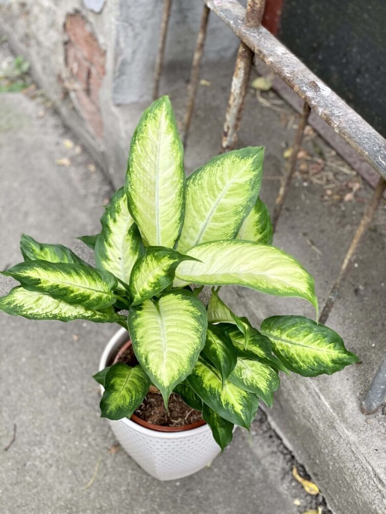 Zdjęcie rośliny Dieffenbachia Camilla, ujęcie 2