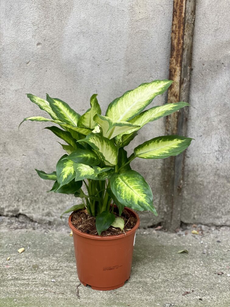 Zdjęcie rośliny Dieffenbachia Camilla, ujęcie 3