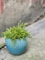 Zdjęcie rośliny Rhipsalis cassutha Cassera (Patyczak), ujęcie 1
