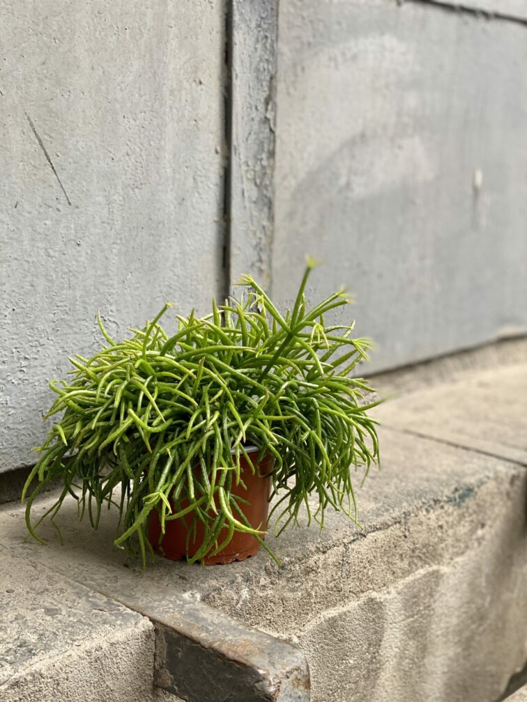 Zdjęcie rośliny Rhipsalis cassutha Cassera (Patyczak), ujęcie 2