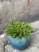 Zdjęcie rośliny Rhipsalis cassutha Cassera (Patyczak), ujęcie 3