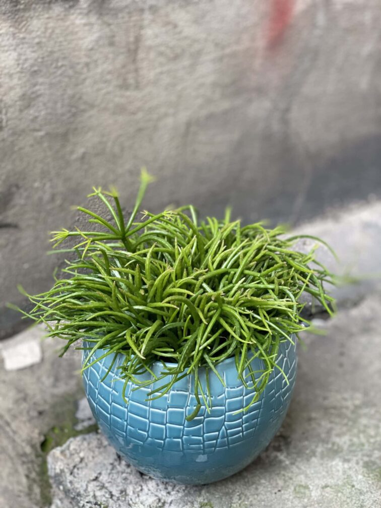 Zdjęcie rośliny Rhipsalis cassutha Cassera (Patyczak), ujęcie 3