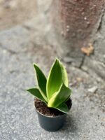 Zdjęcie rośliny Sansevieria Jade Pagoda, ujęcie 1