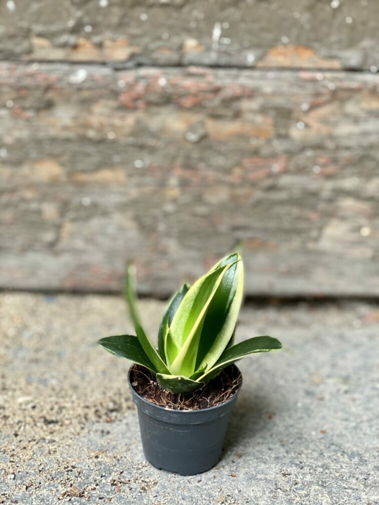 Zdjęcie rośliny Sansevieria Jade Pagoda, ujęcie 2