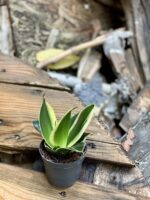 Zdjęcie rośliny Sansevieria Jade Pagoda, ujęcie 3