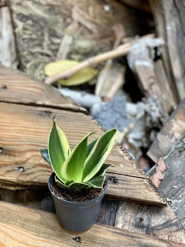 Zdjęcie rośliny Sansevieria Jade Pagoda, ujęcie 3