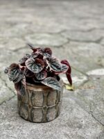 Zdjęcie doniczki lub oslonki: Osłonka Gold Dwarf 10x12 cm, ujęcie 2