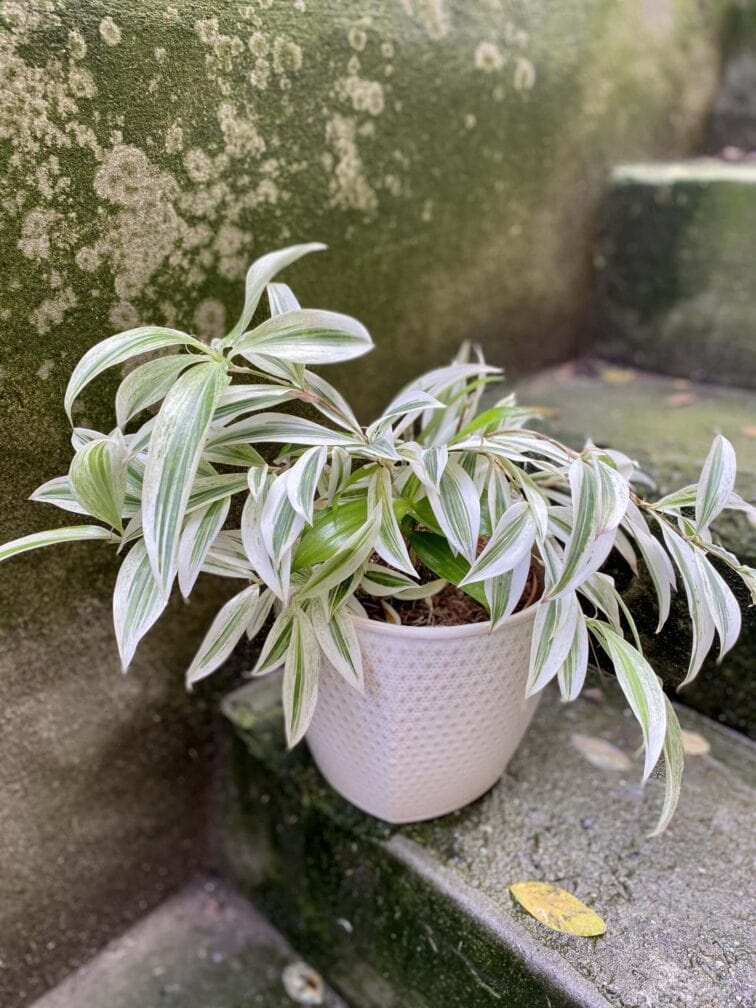 Zdjęcie rośliny Dracaena surculosa Golden Dragon, ujęcie 1