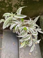 Zdjęcie rośliny Dracaena surculosa Golden Dragon, ujęcie 2