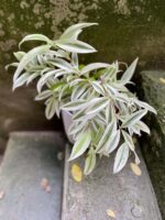 Zdjęcie rośliny Dracaena surculosa Golden Dragon, ujęcie 3