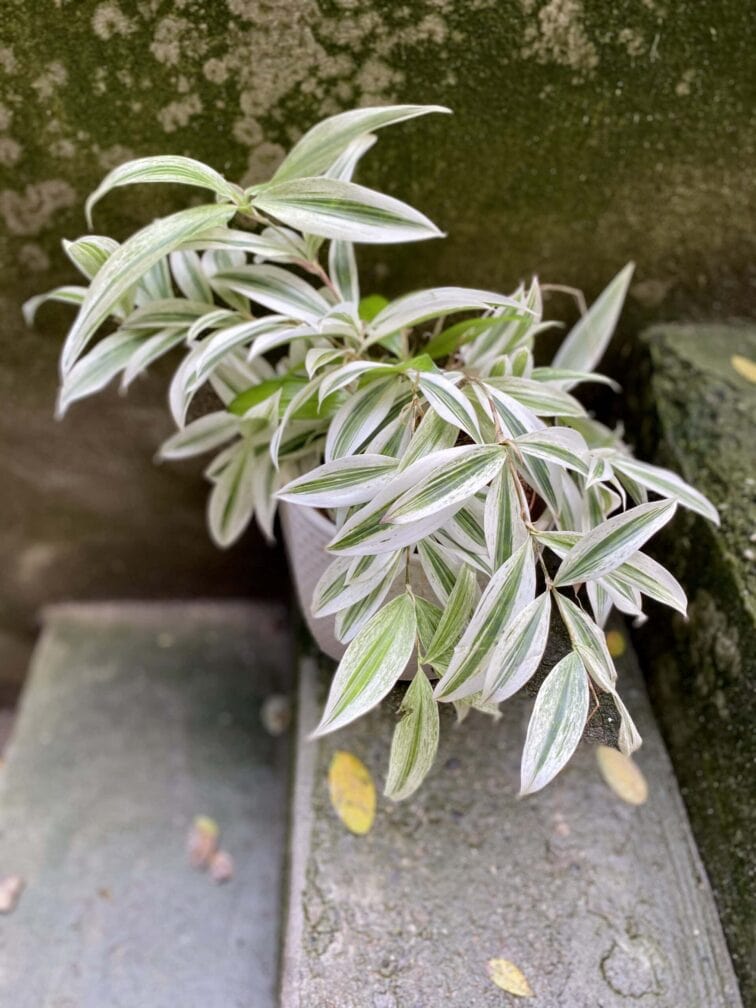 Zdjęcie rośliny Dracaena surculosa Golden Dragon, ujęcie 3