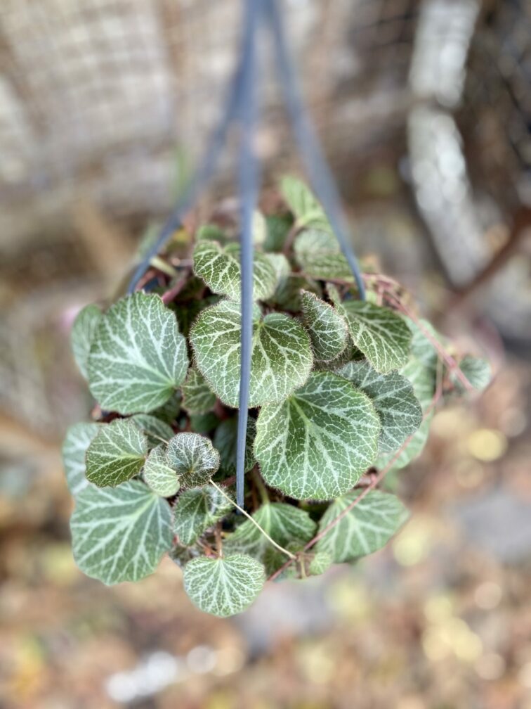 saxifraga-stolonifera_14x30-0.jpg Zdjęcie rośliny Saxifraga stolonifera, ujęcie 1
