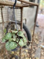 Zdjęcie rośliny Saxifraga stolonifera, ujęcie 2