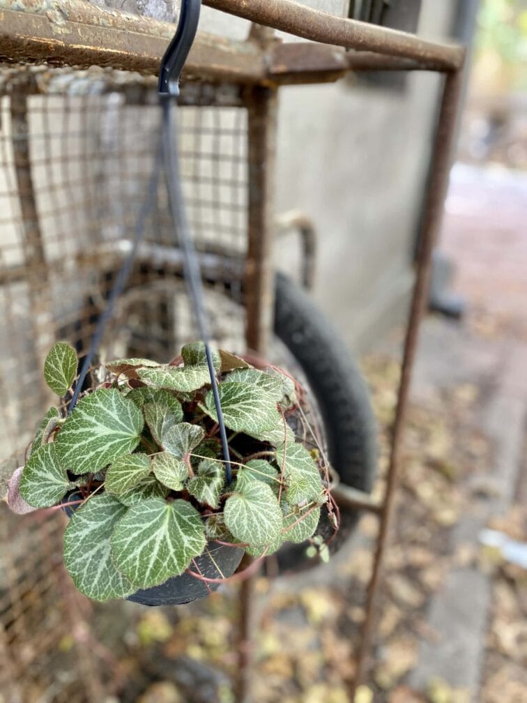 Zdjęcie rośliny Saxifraga stolonifera, ujęcie 2
