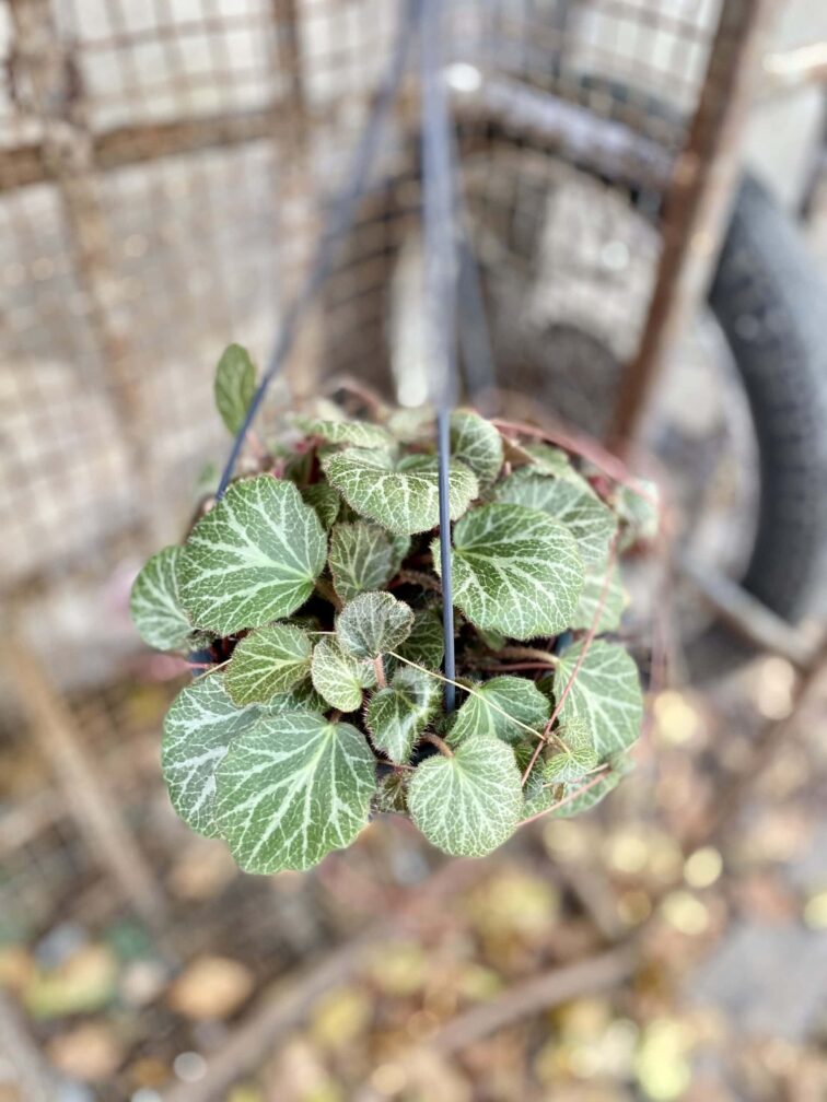 Zdjęcie rośliny Saxifraga stolonifera, ujęcie 3