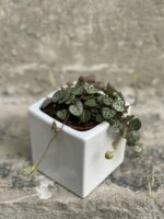 Zdjęcie doniczki lub oslonki: Osłonka Brick 7x9 cm, ujęcie 2