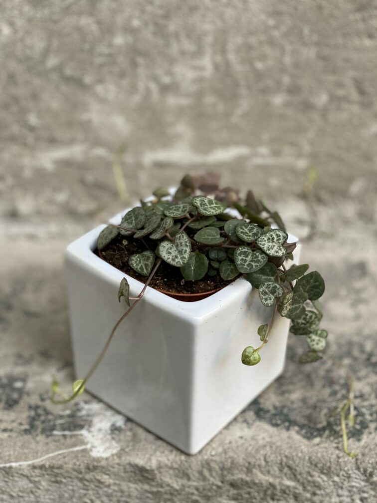 Zdjęcie doniczki lub oslonki: Osłonka Brick 7x9 cm, ujęcie 2