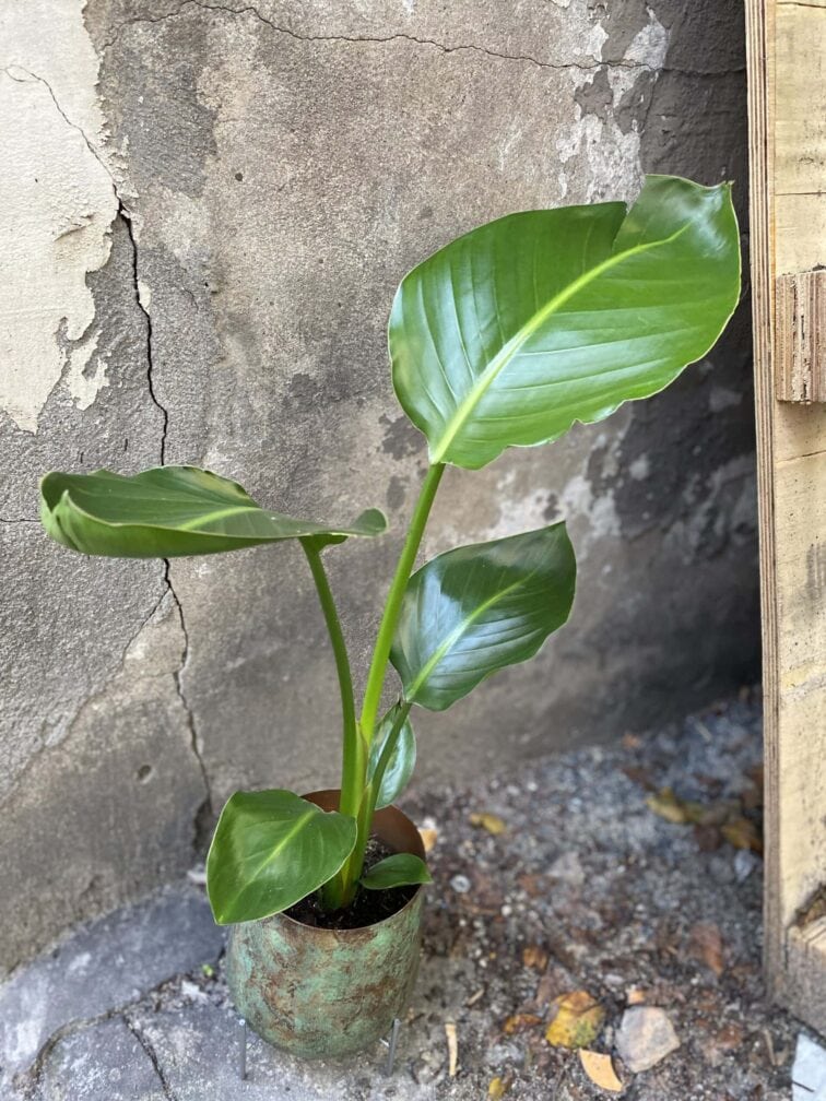 Zdjęcie rośliny Strelitzia Nicolai, ujęcie 1