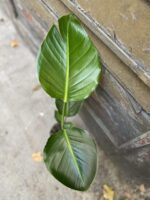 Zdjęcie rośliny Strelitzia Nicolai, ujęcie 3