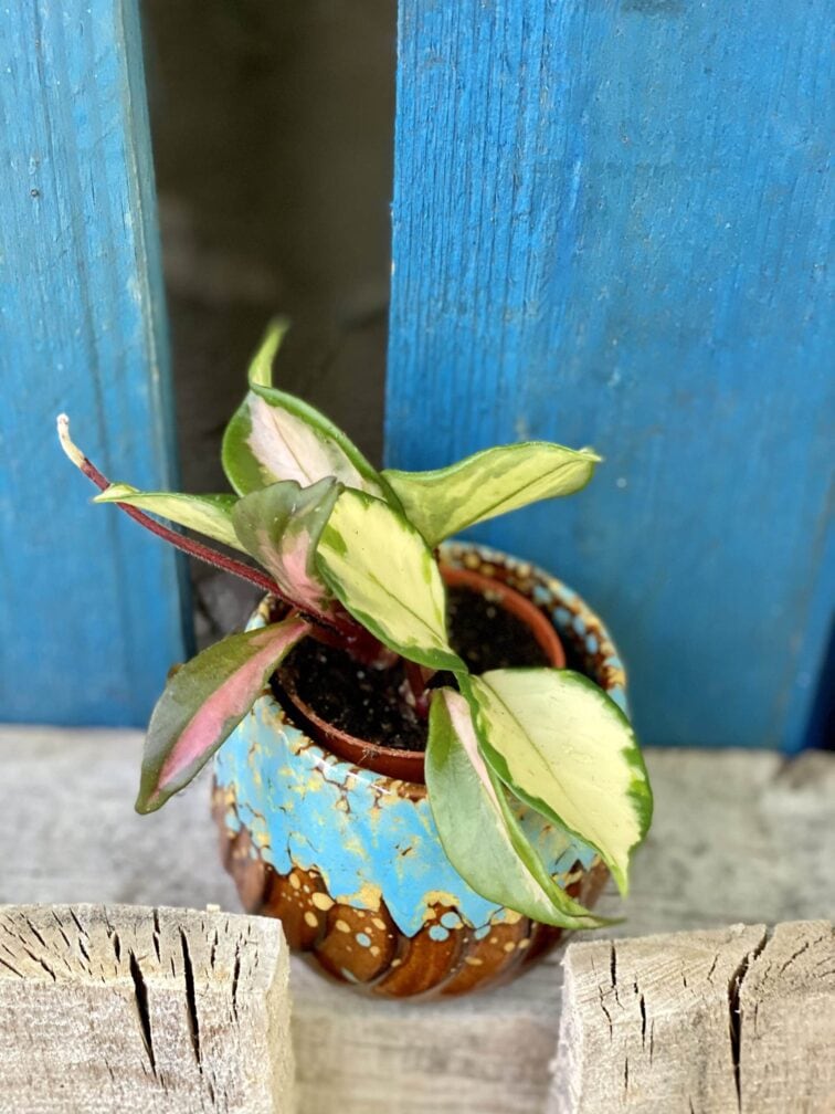 Zdjęcie rośliny Hoya Carnosa Tricolor, ujęcie 1