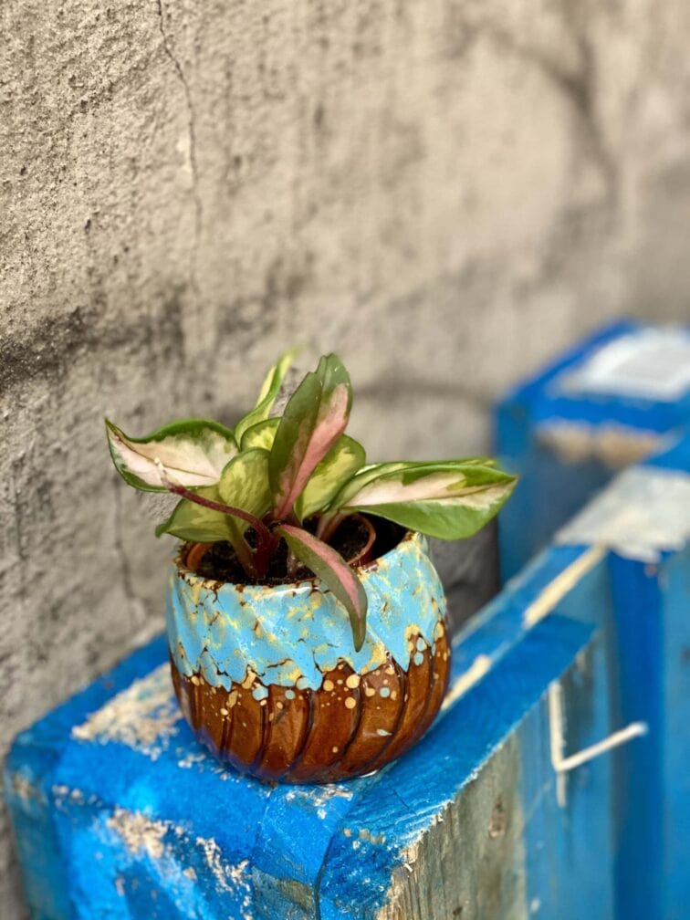 Zdjęcie rośliny Hoya Carnosa Tricolor, ujęcie 3