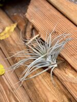 Zdjęcie rośliny Tillandsia magnusiana, ujęcie 1