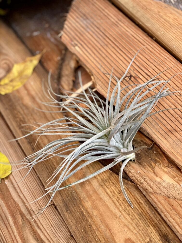 Zdjęcie rośliny Tillandsia magnusiana, ujęcie 1