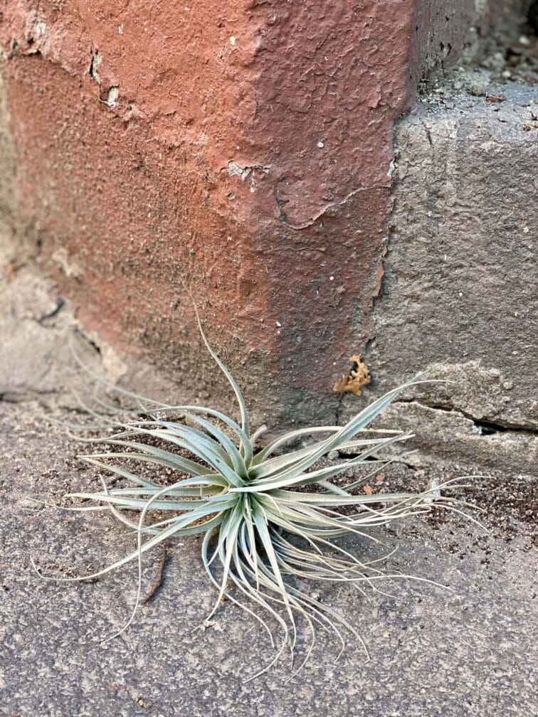 Zdjęcie rośliny Tillandsia magnusiana, ujęcie 2