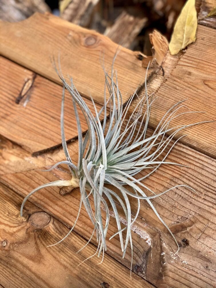 Zdjęcie rośliny Tillandsia magnusiana, ujęcie 3
