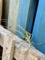 Zdjęcie rośliny Tillandsia Schiedeana, ujęcie 1