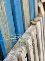 Zdjęcie rośliny Tillandsia Schiedeana, ujęcie 2