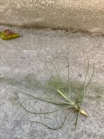 Zdjęcie rośliny Tillandsia Schiedeana, ujęcie 3